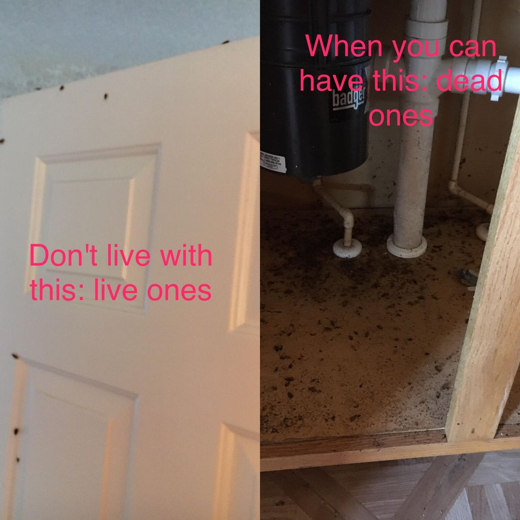 Before and after german roach eradication.