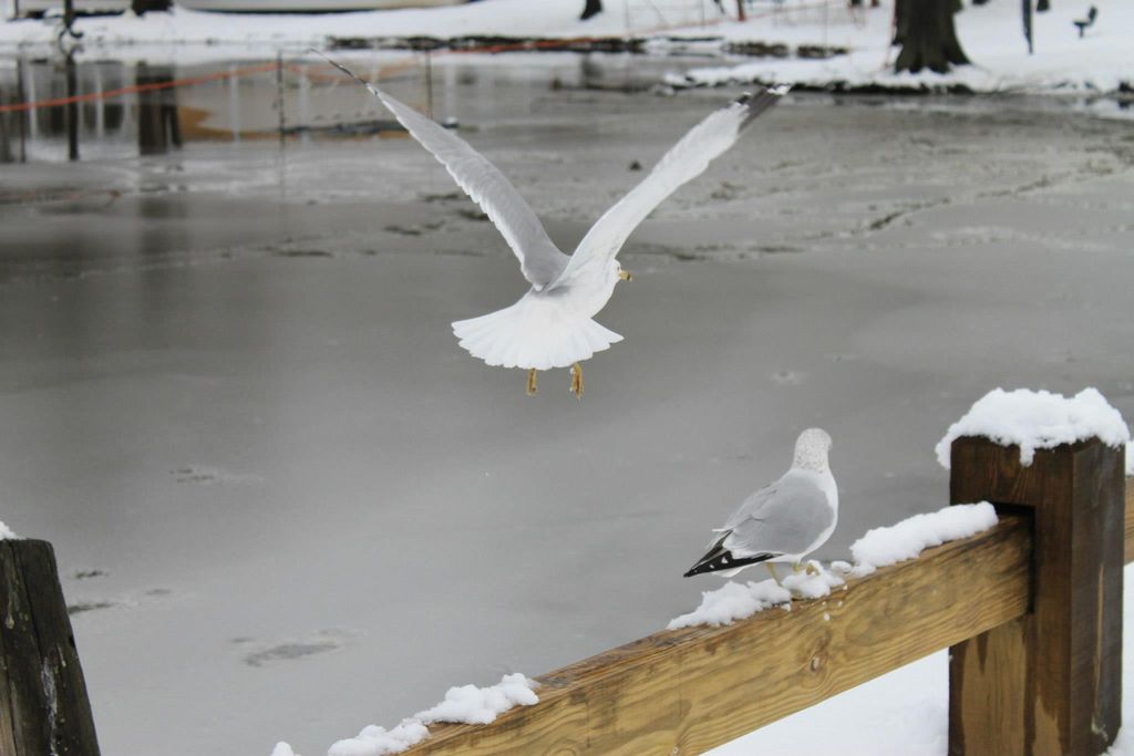 Goodwin Park