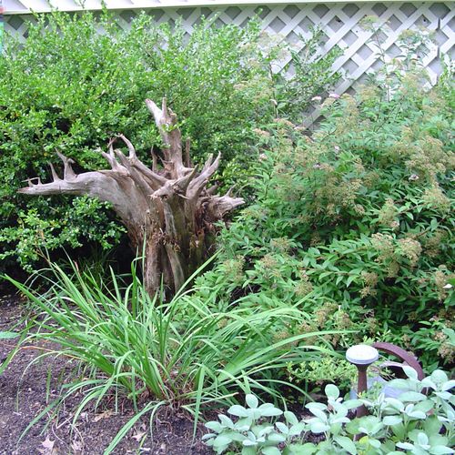 Cedar root used as garden art with economical foun