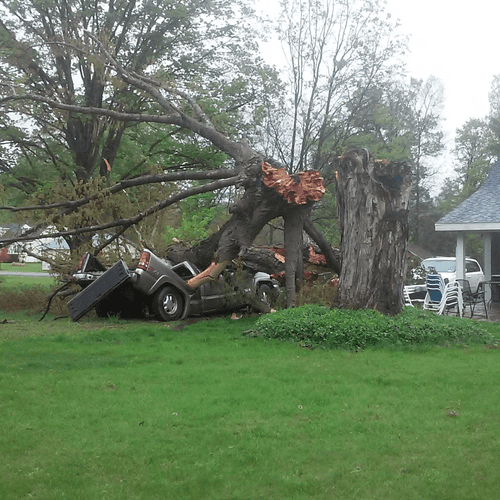 Large Storm Damaged Tree that we cleaned up