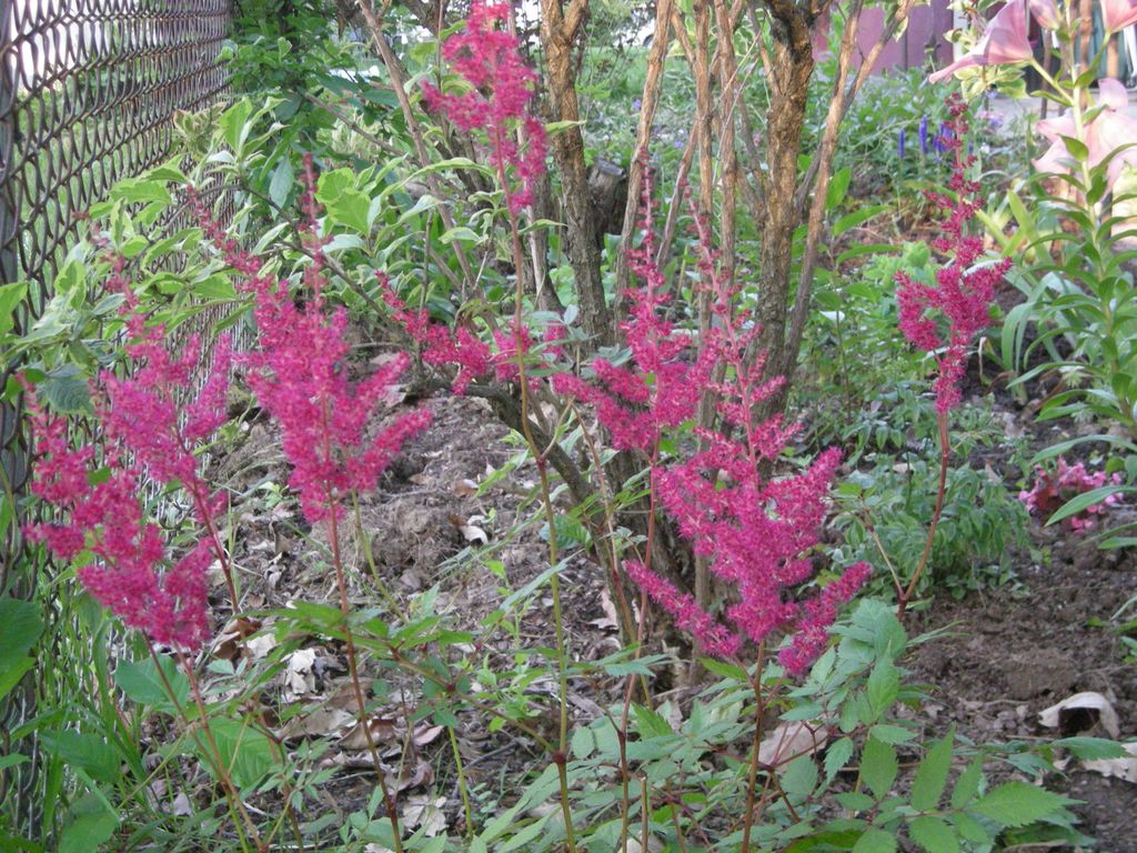 Astilbes, summer