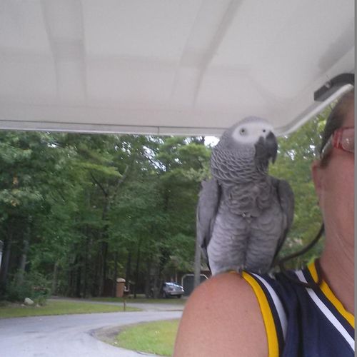 riding the golf cart around the neighborhood