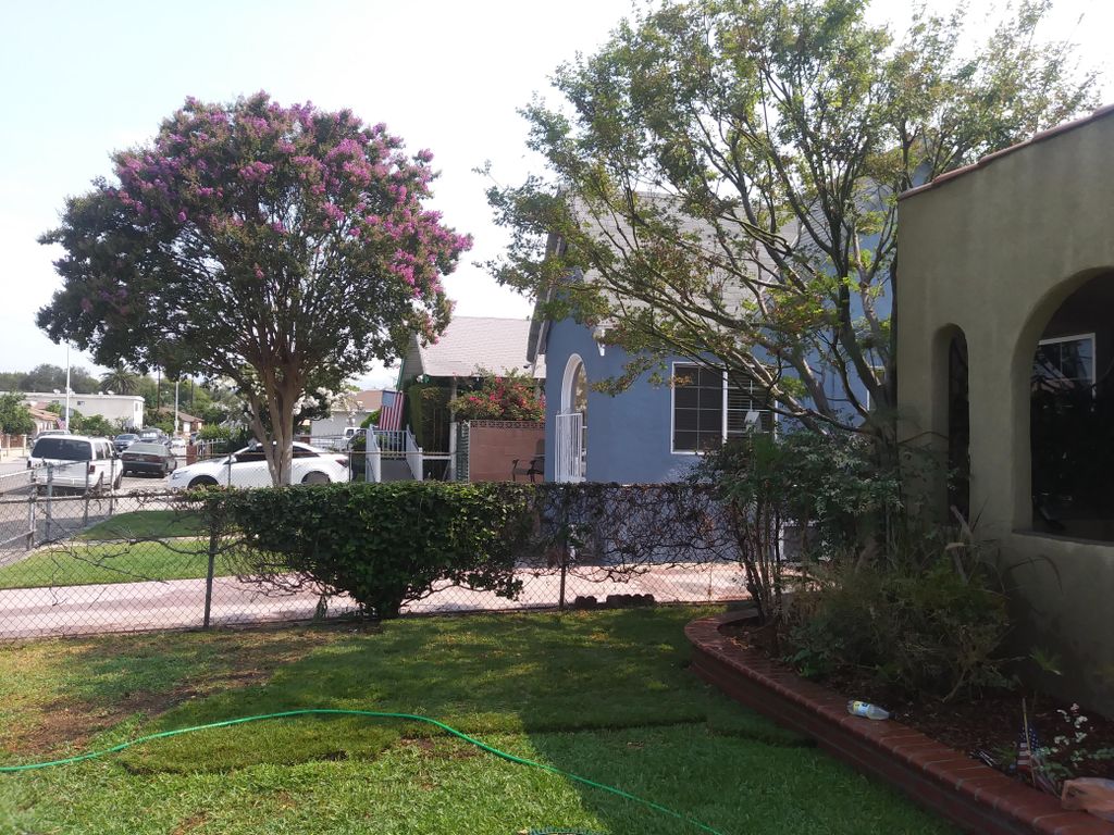 anothher tree pruning