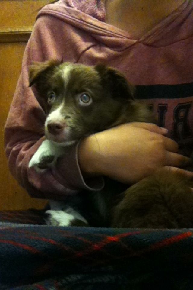 this one here is when I first brought home my pupp