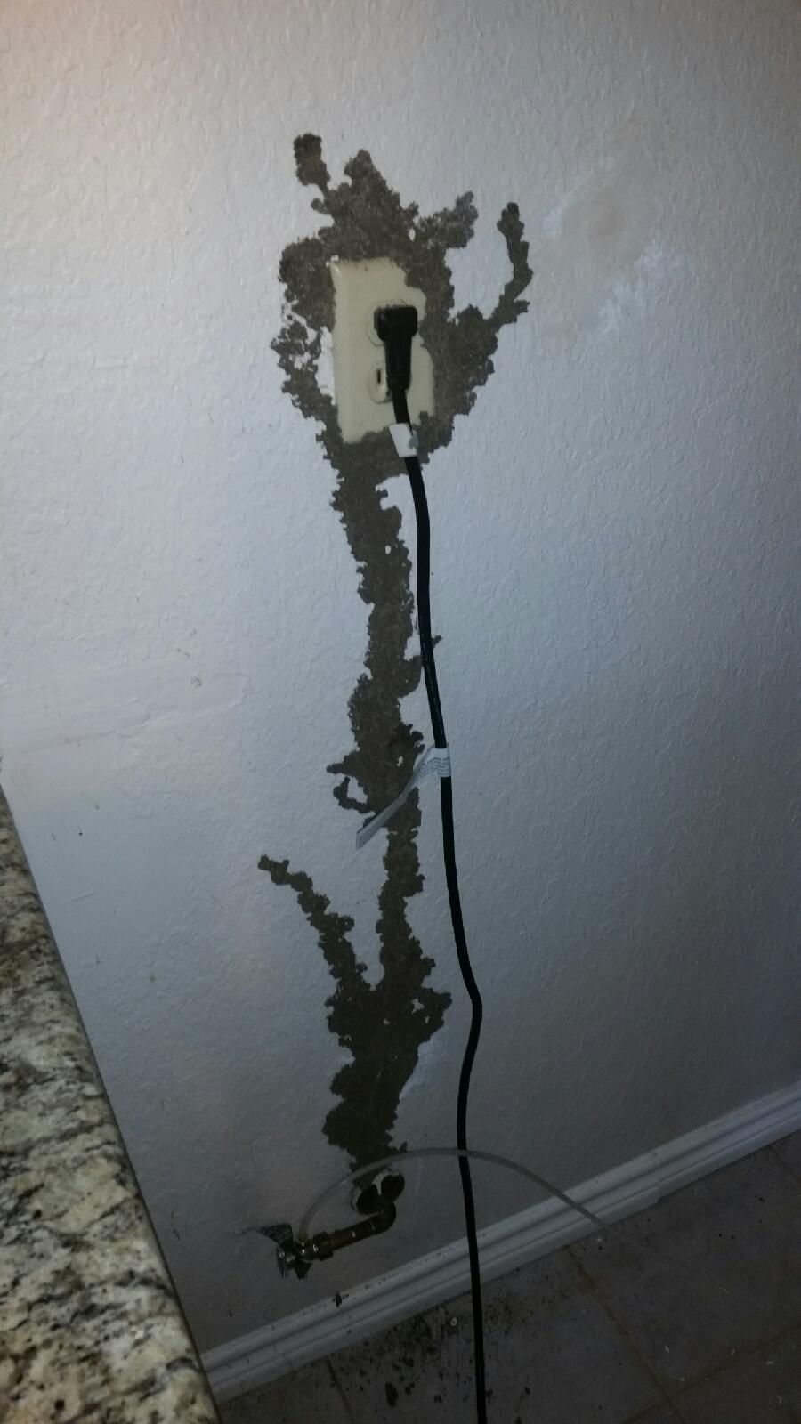 Termite Job