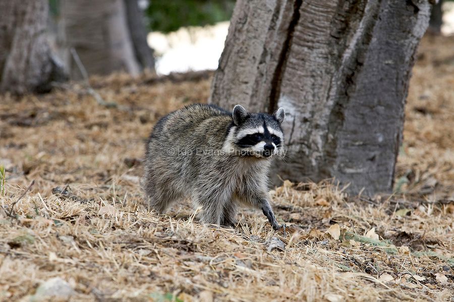 Expert raccoon trapping and removal + Home sealing