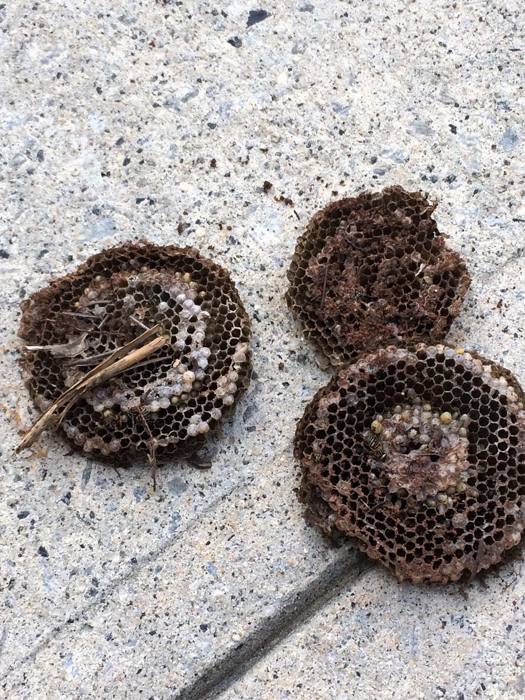 Yellow Jacket nests