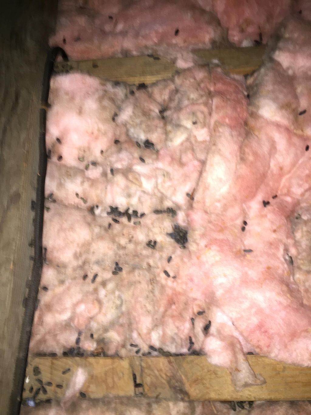 Another attic and signs of an infestation.  We tra