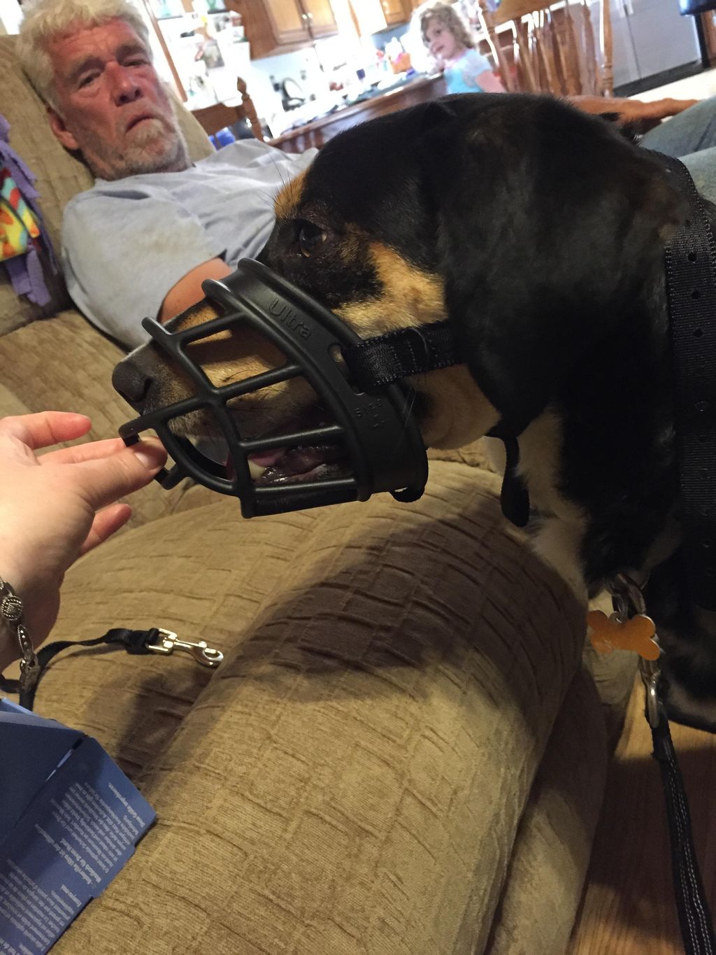 Muzzle Training is important for every dog! Ask us