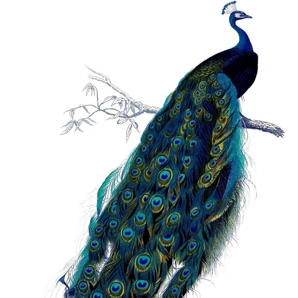 Blue Peacock Acupuncture