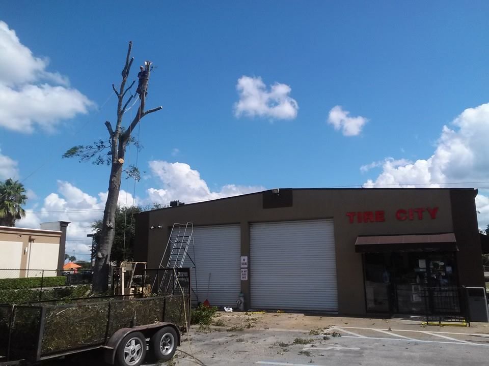 Tire City Tree Job
10/05/2014