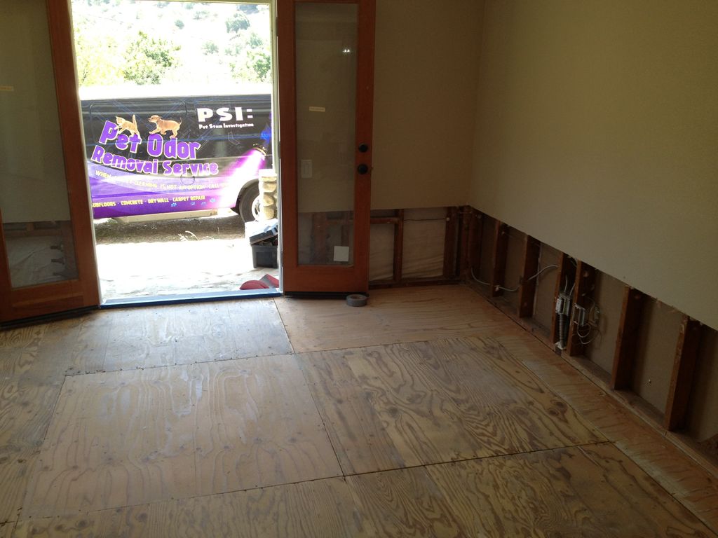 Cat urine odor damage to drywall, sub-floor & wall