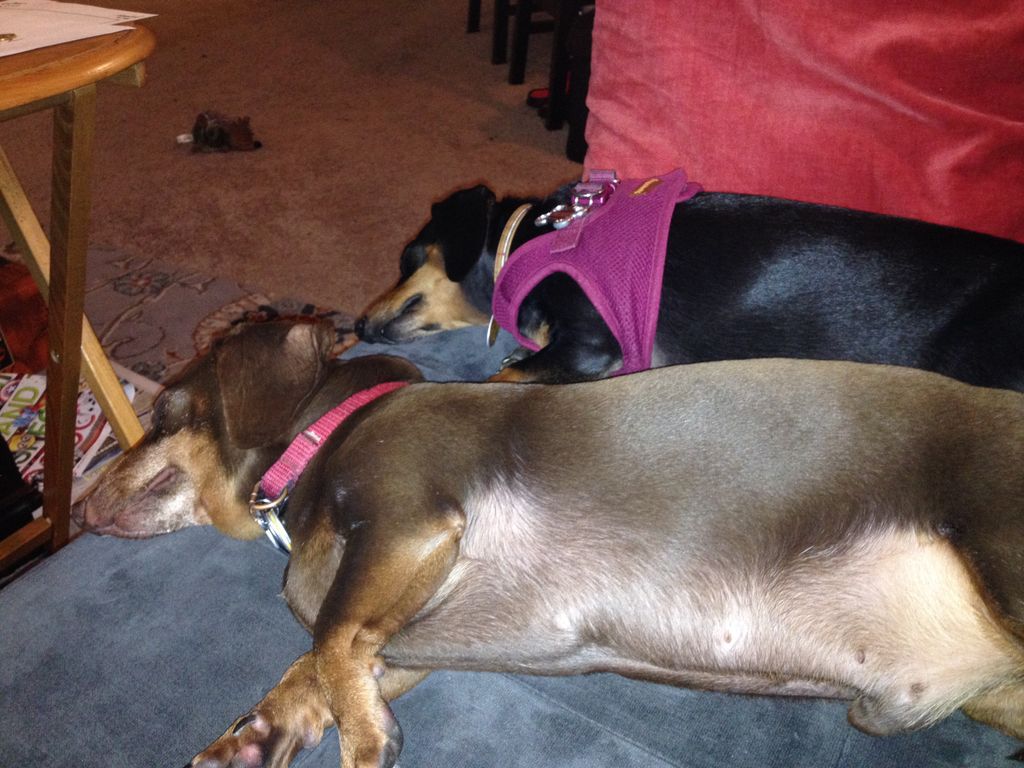 Jaxx & Mukki taking a nap after their walk.