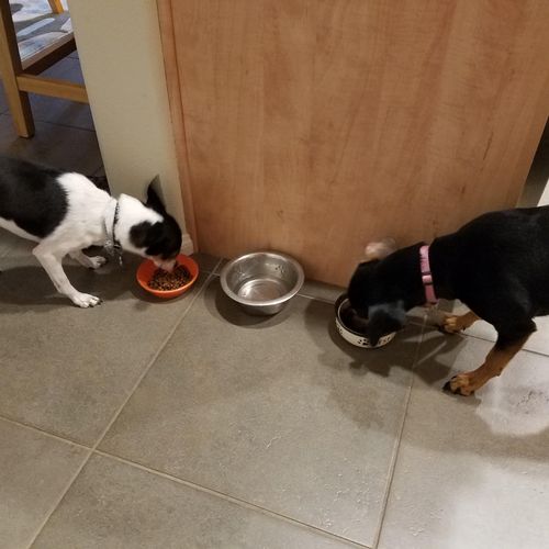 Bella and Chomper eating before their walk.