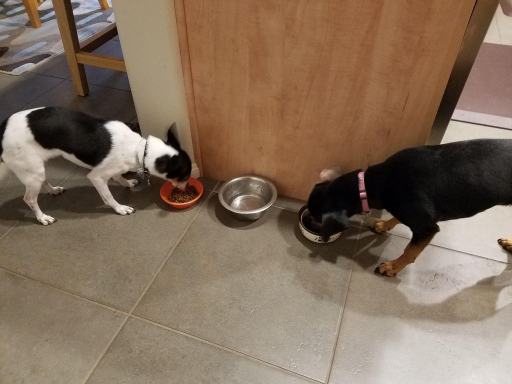Bella and Chomper eating before their walk.