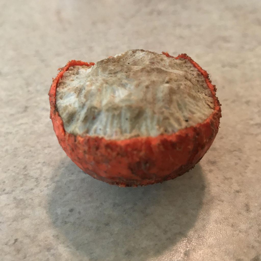 Golfball half eaten by rats! You can see the chew 