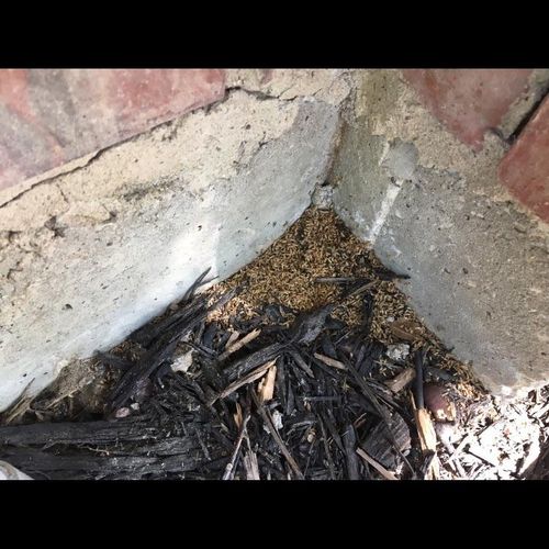 Dead termites falling from Shelter Tube after trea