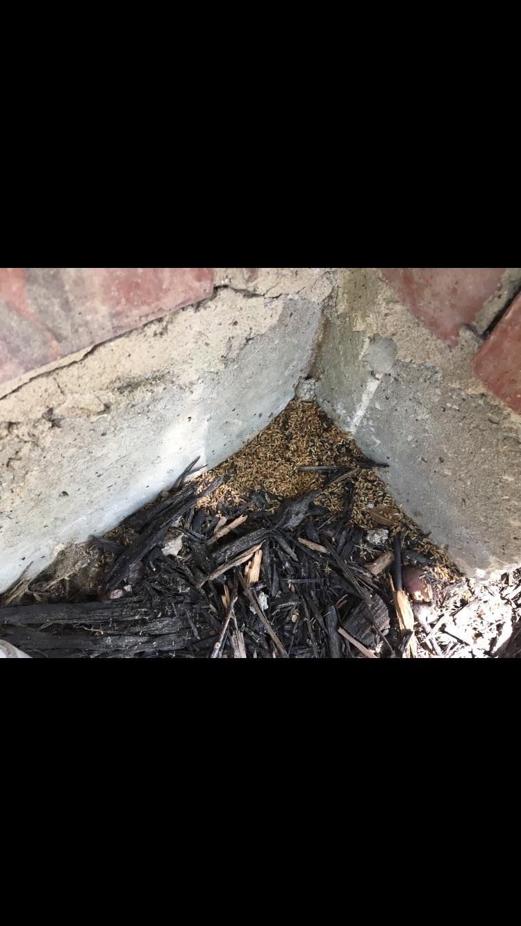 Dead termites falling from Shelter Tube after trea