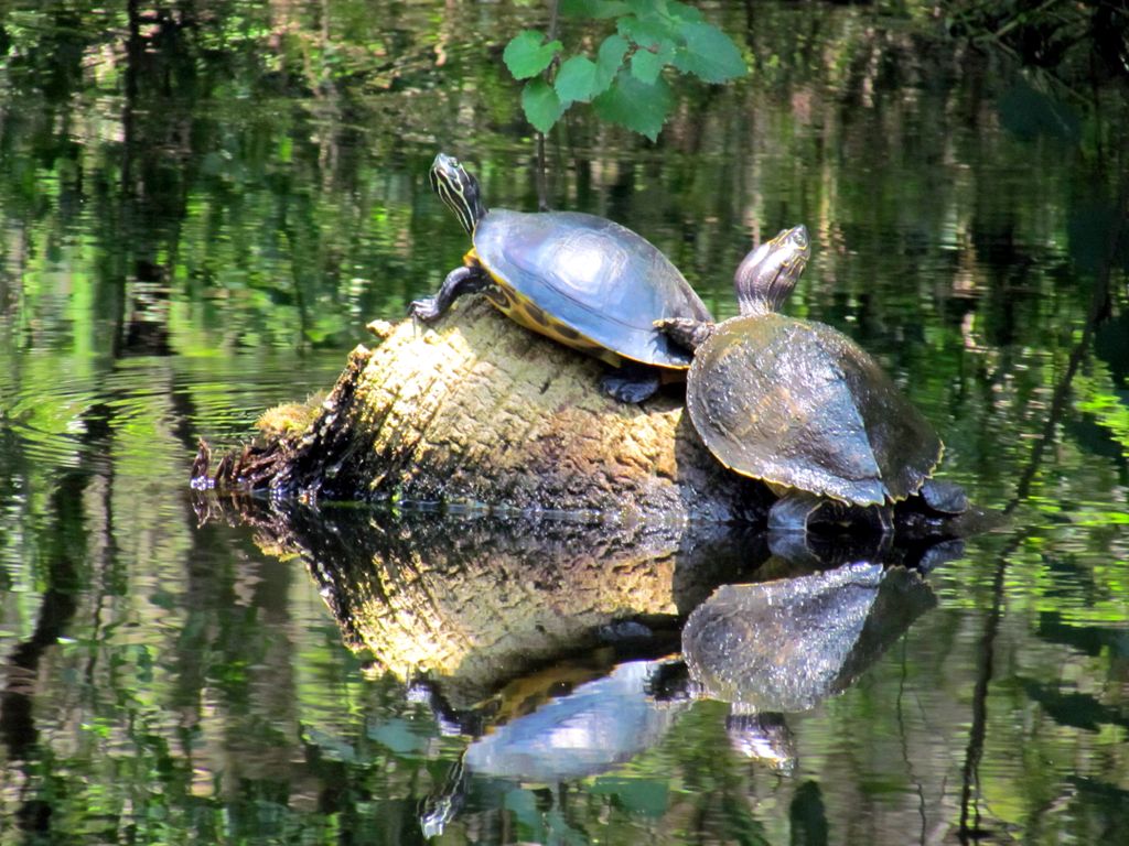 A Time For Reflection