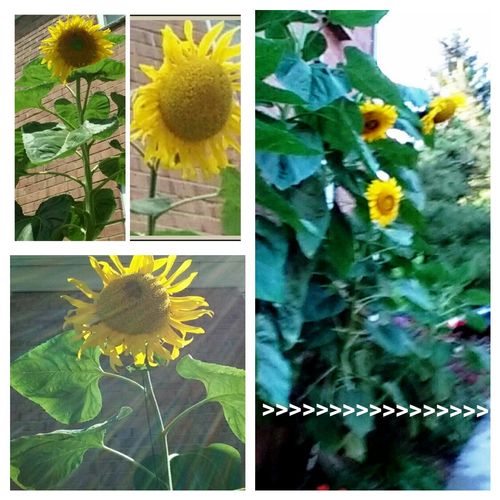 Summer 2015 SUNFLOWERS, All from Seeds!