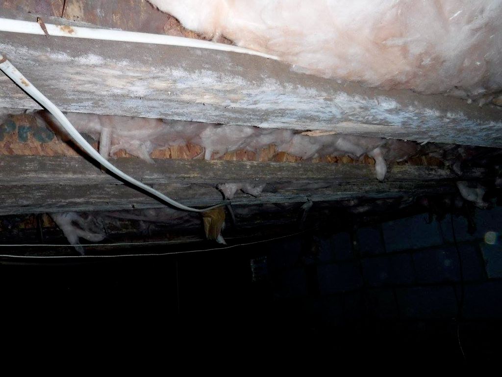 Mold and Fungi in a crawlspace.