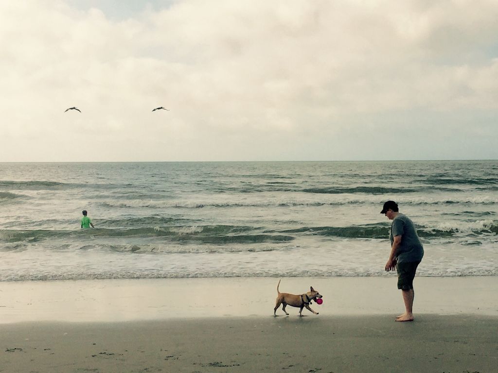 Little Man enjoying off leash time on the Isle of 