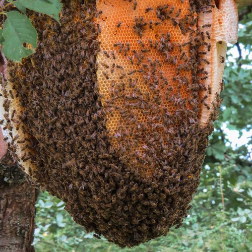 Exposed hive in a tree.