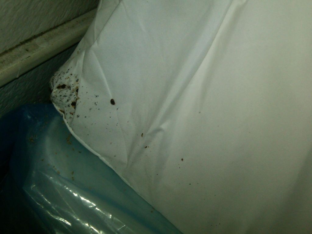 Bedbugs