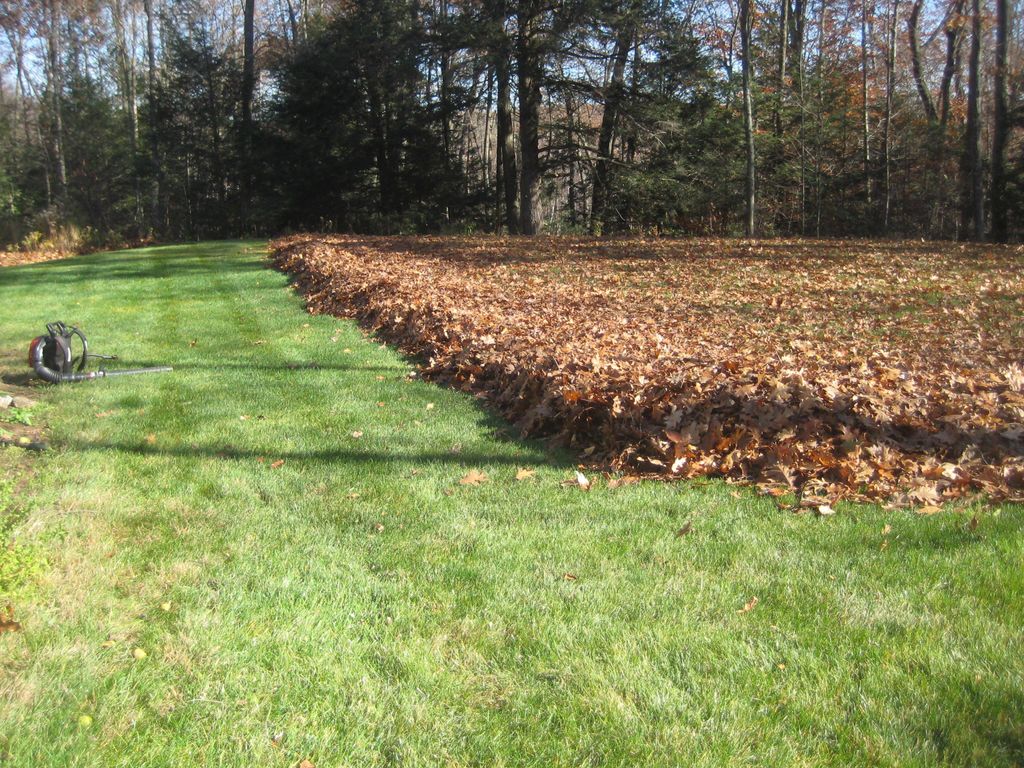 Leaf removal.