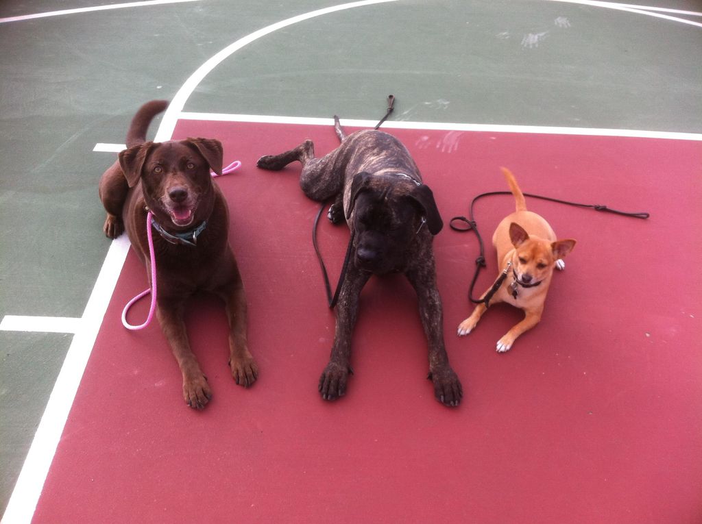 Group obedience is a great way to practice behavin