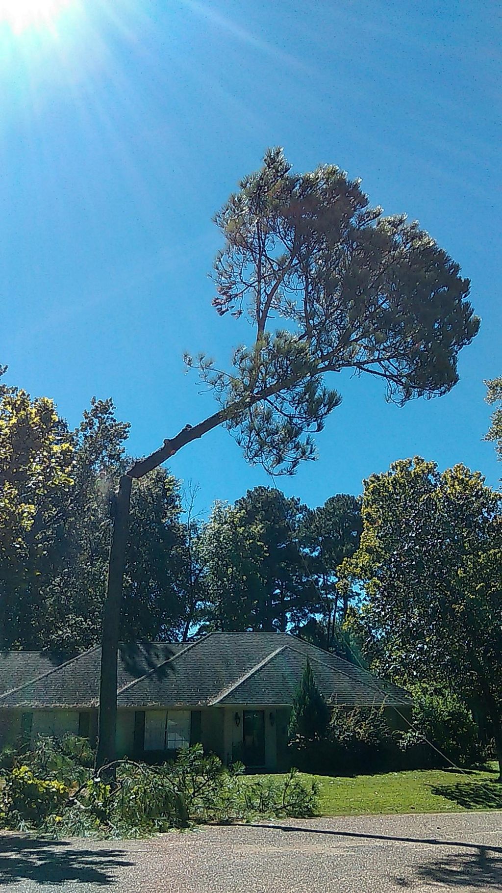 T&D Professional Tree Removal