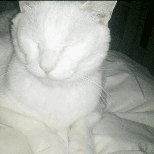 snowy - he loved waking me up at sunrise for what 