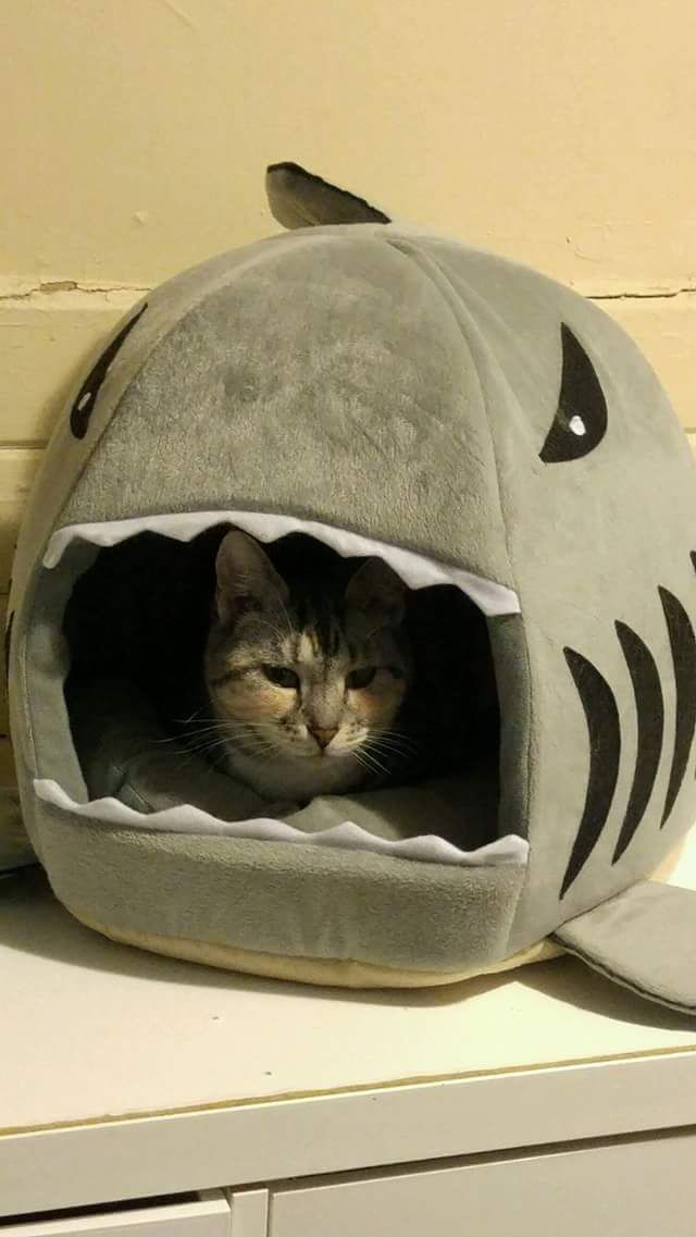 Corey at cat shelter