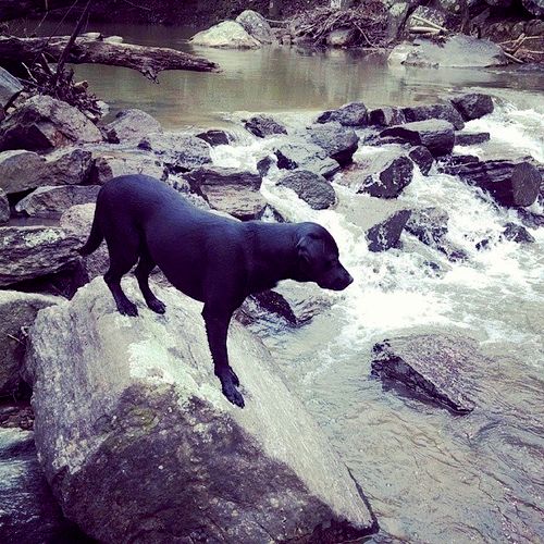 Kimber enjoying the water!