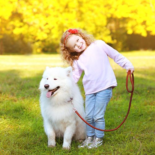 little girl learning basic dog obedience