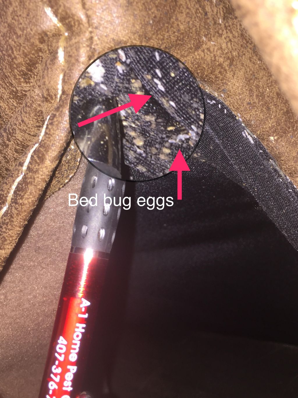 Could you spot these on your couch or bed, maybe i