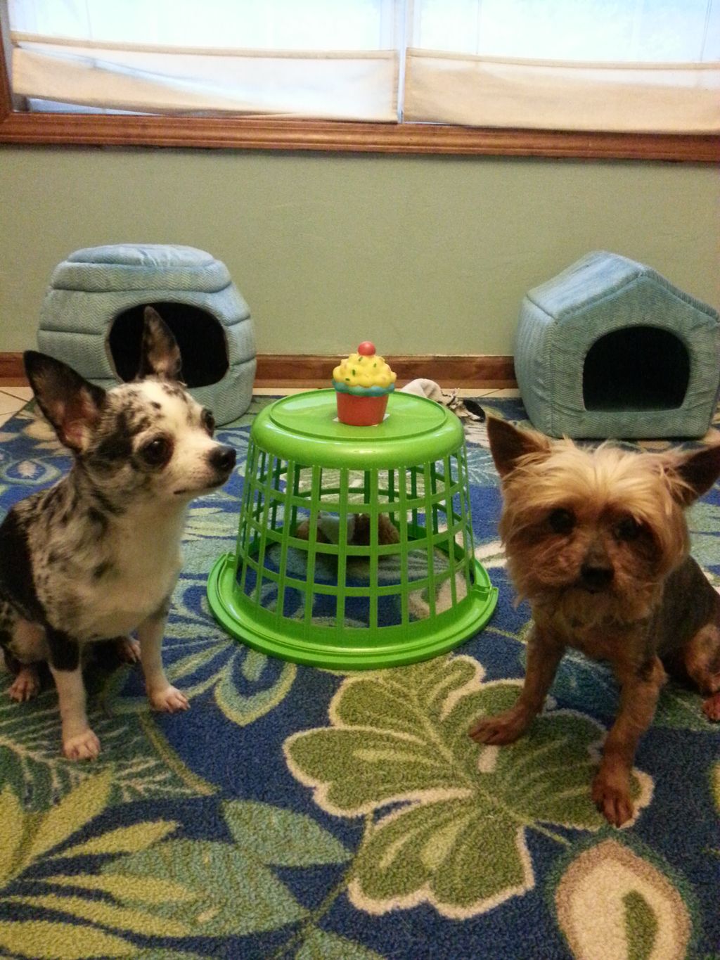 Little dog play area