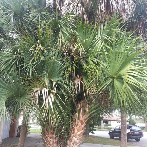 Check this picture out. Ugly clump of palms,,,,,if