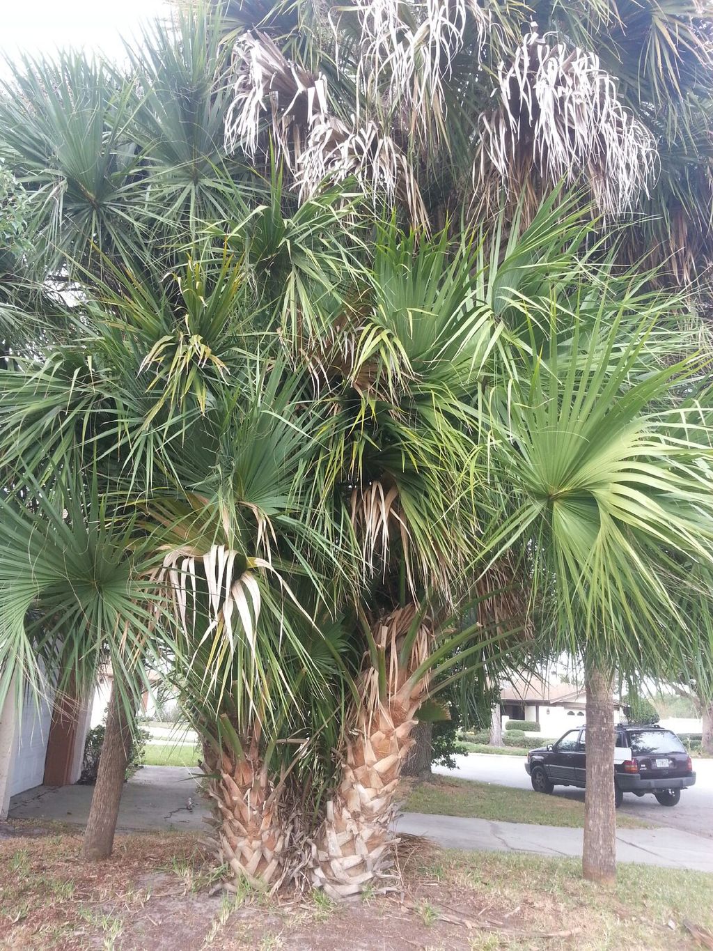Check this picture out. Ugly clump of palms,,,,,if