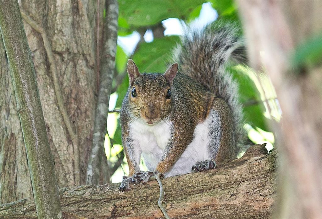 Wildlife / Trapping and Exclusion