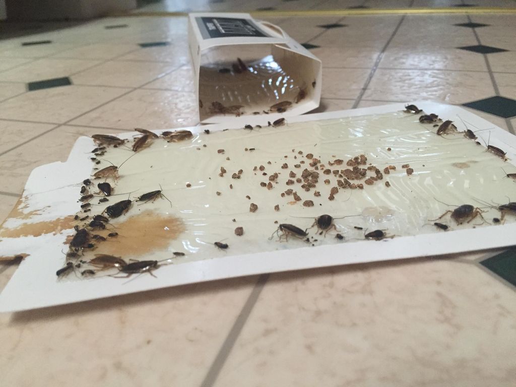 German Roaches