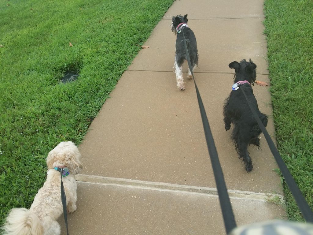 All are going for a walk! We love Exercise!