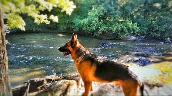 My old boy - Ranger