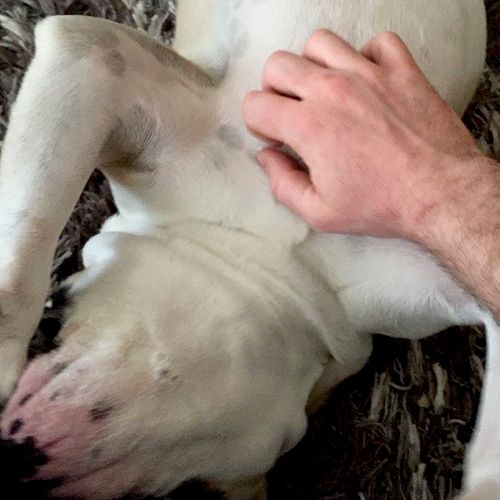 Oscar loves belly rubs!