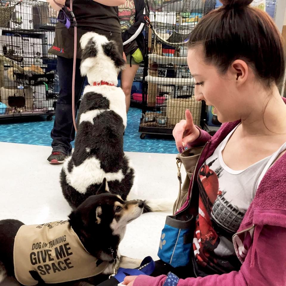 Working with a reactive dog in a local pet store.