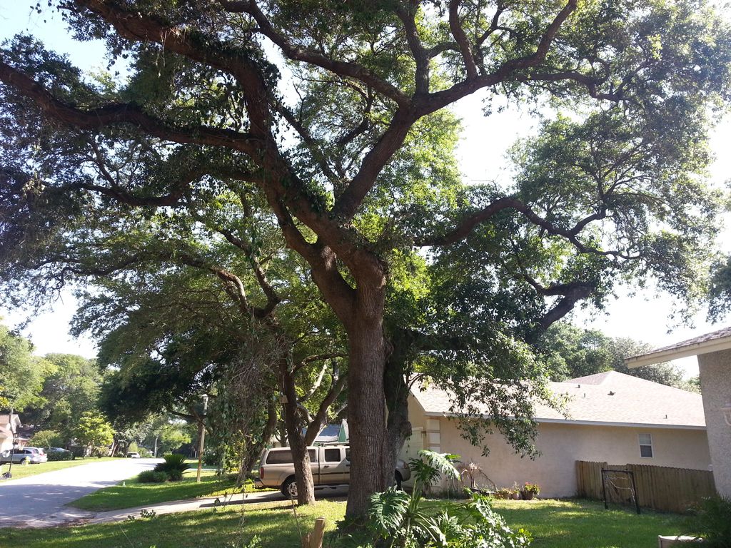 before lightly pruning