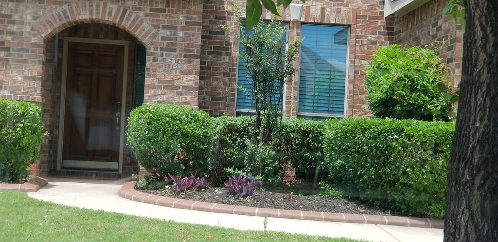 trim shrubs 