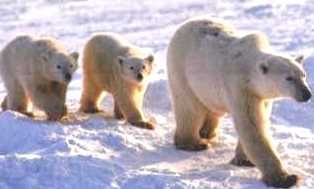 Mama Bear leads her cubs across the Arctic Ice tow