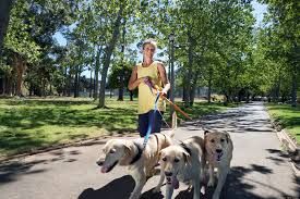 Veterinarians say that daily dog walking can exten