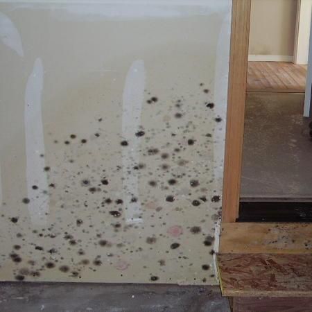 Black fuzzy stain that looks like mold